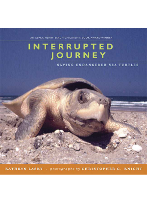 Interrupted Journey:  Saving Endangered Sea Turtles