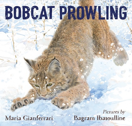 bobcat-prowling-9781626727861